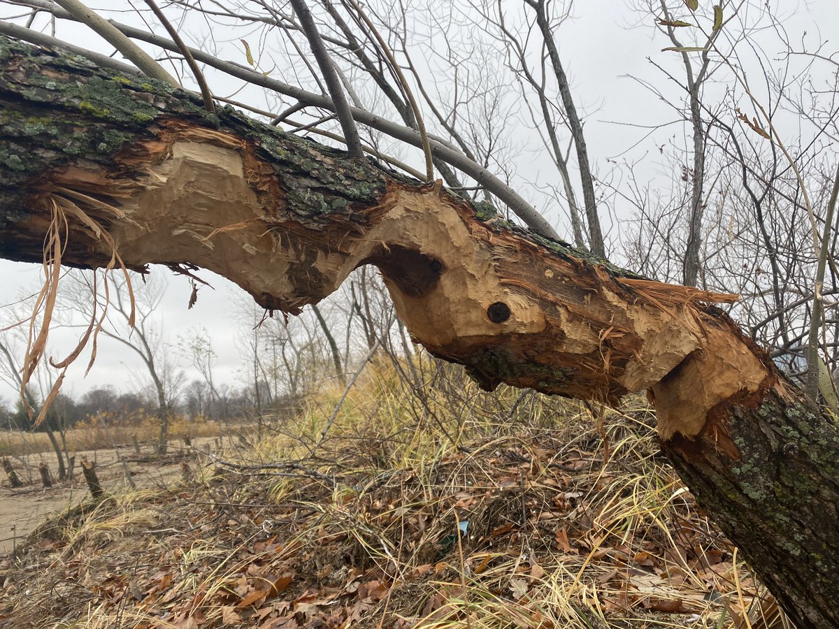 I’m looking for a beaver in the Montrose Beach dunes. 
