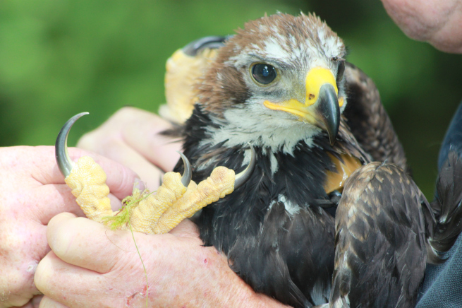 RaptorPersUK's tweet photo. THANK YOU @MairiGougeon @strathearnrose 

Scottish Government commits to begin developing a licensing scheme for driven grouse shooting in Scotland, now.

This is hugely significant. More comment later but for now, it's time for a drink. https://t.co/ue2ySddzvn