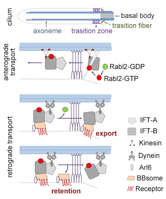 embojournal's tweet photo. Small #GTPase #Rabl2 regulates ciliary signaling but not #ciliogenesis by licensing #BBSome-mediated membrane receptor export through the #ciliary transition zone
https://t.co/Ld9qAkMHps https://t.co/80rMKYNnOp