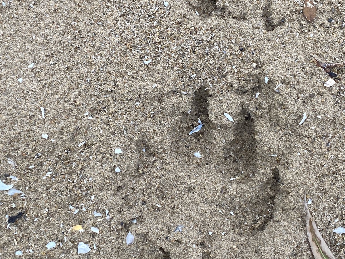 Anyone good at identifying paw prints?