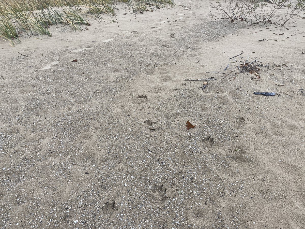 Anyone good at identifying paw prints?