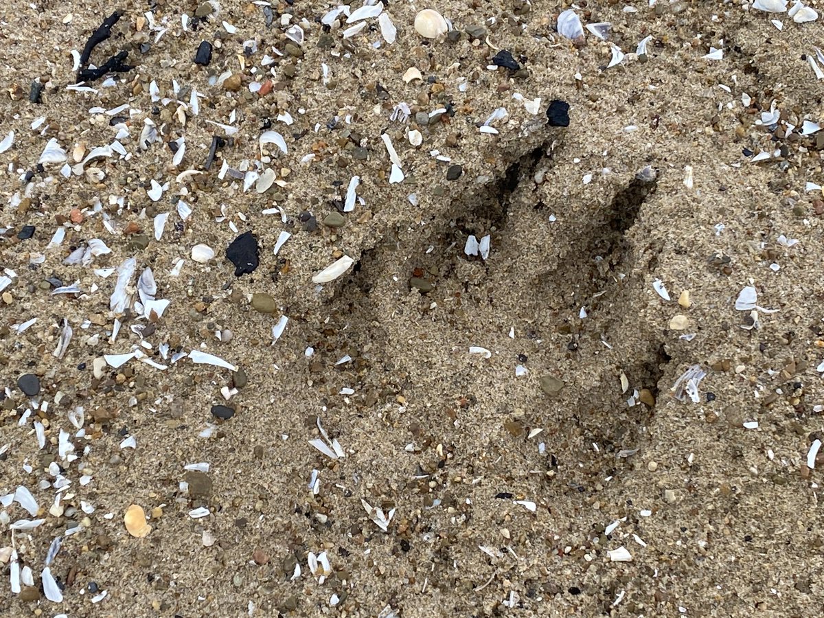 Anyone good at identifying paw prints?