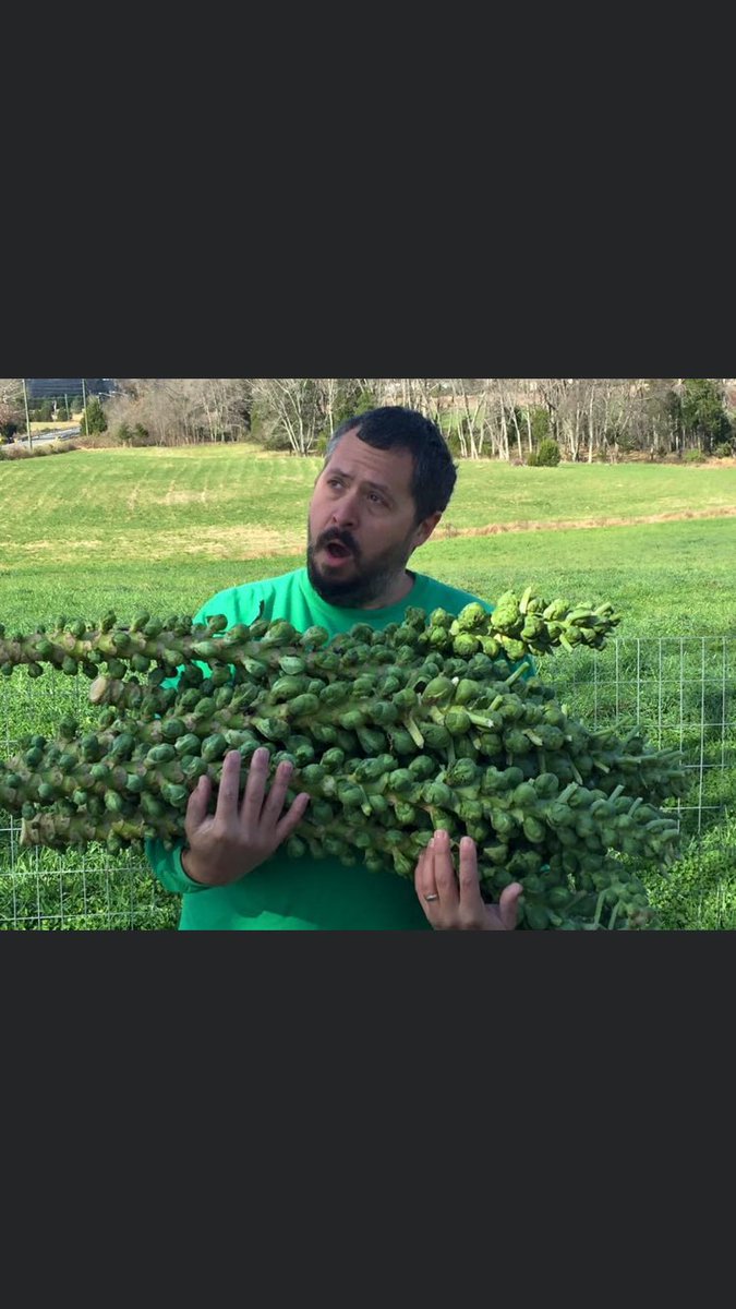 lkertsos's tweet photo. @aallington Home grown brussel sprouts are the best. I’d skip the gravy.... heck this year we are skipping turkey and having brisket. Why not? https://t.co/hoZFldUUjE