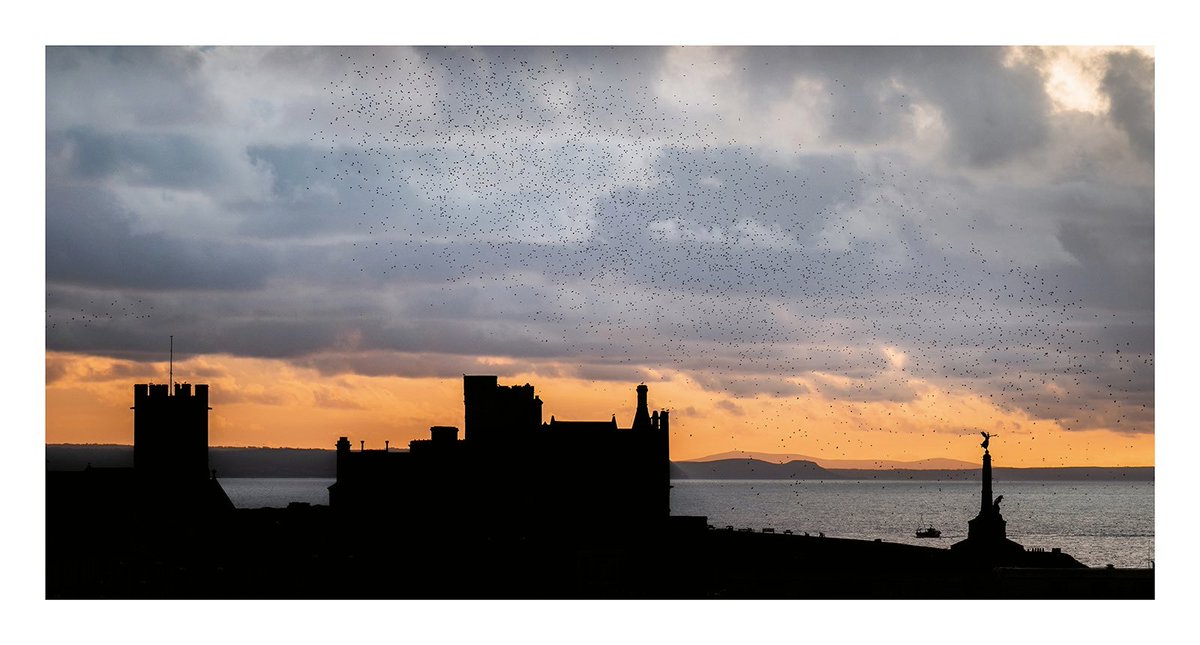 Some starlings at Aberystwyth