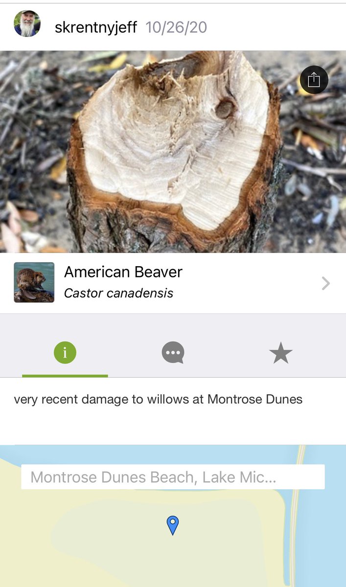 Someone else recently saw those gnawed trees and posted it on  @inaturalist as evidence of a beaver.