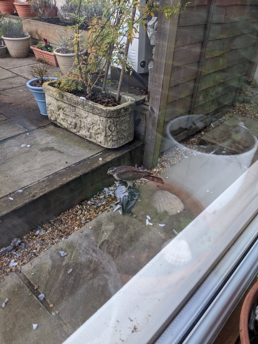 Today I went to the conservatory to have lunch and found a trail of feathers outside. Had the company of a hungry Sparrowhawk... #BreakfastBirdwatch