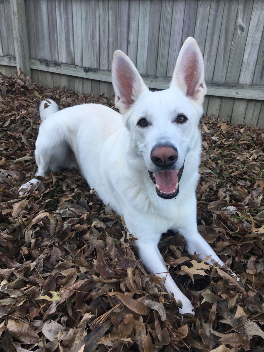 pet supplies plus labor day hours