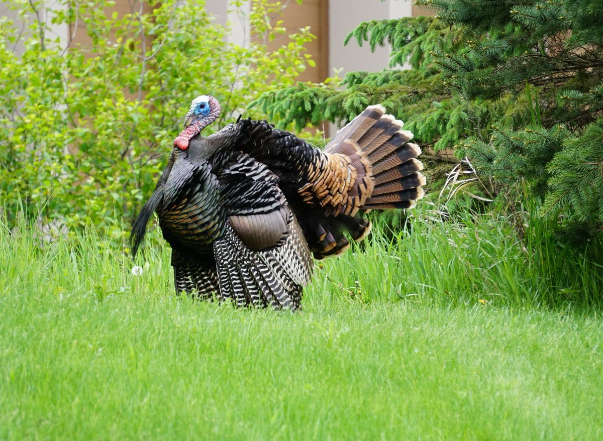 FriendFeral's tweet photo. @JangHoonLuv The great turkey showed up in my yard one day in June. https://t.co/tbKPIorym6
