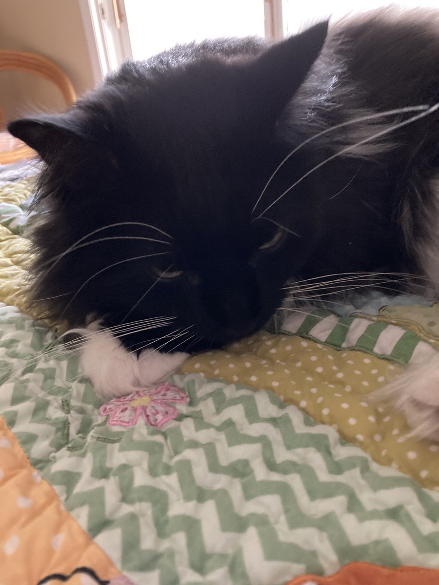 the white cat joyce carol oates