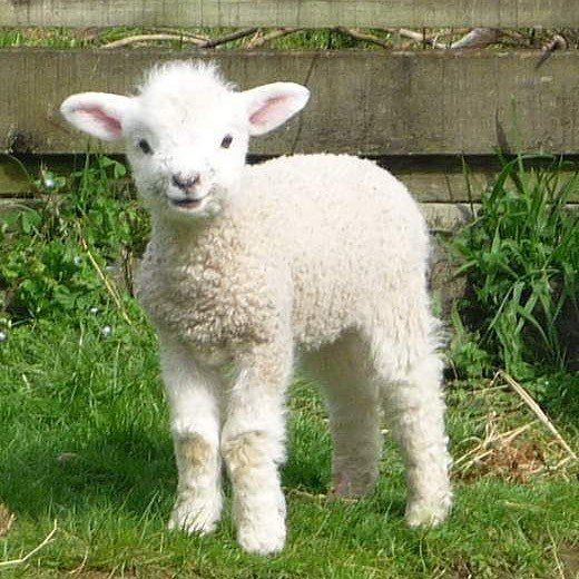 sowvital (@sowvital) on Twitter photo 