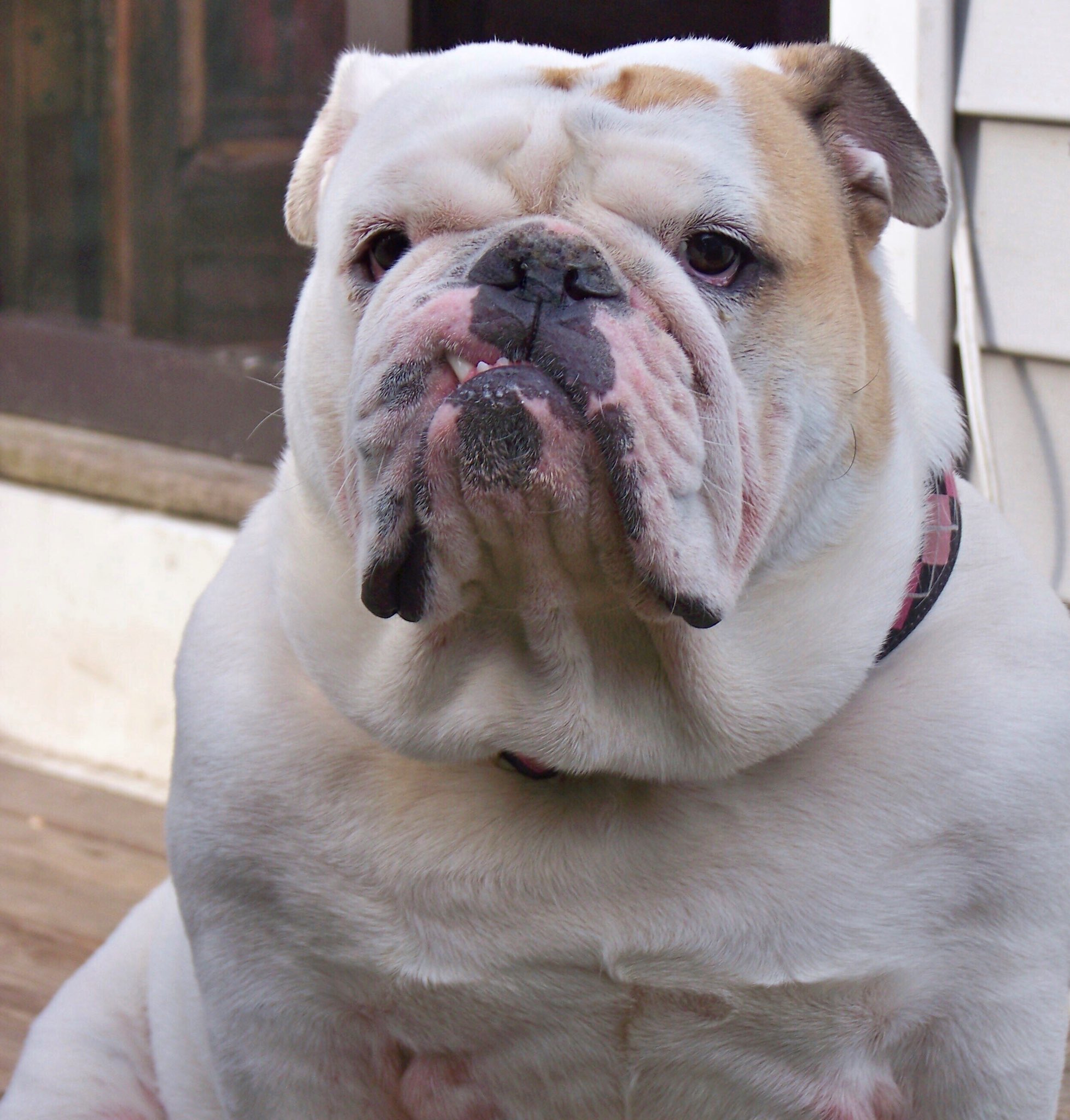 Can English Bulldogs Have Turkey