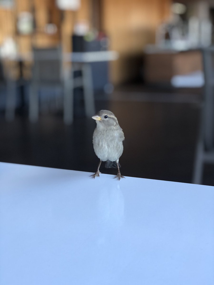Masama misafir olduğundan itibaren şimdi uçacak, uçtu uçacak derken yaklaşık 2 dakika boyunca öylece poz verdi, ben gideceğine fazla inandığımdan fotoğrafı çekemem sanmıştım. Ben öyle sandıkça o öylece durdu, sanki bekledi.
Ortaya iyi ki denedim dediğim şu güzellik çıktı☺️