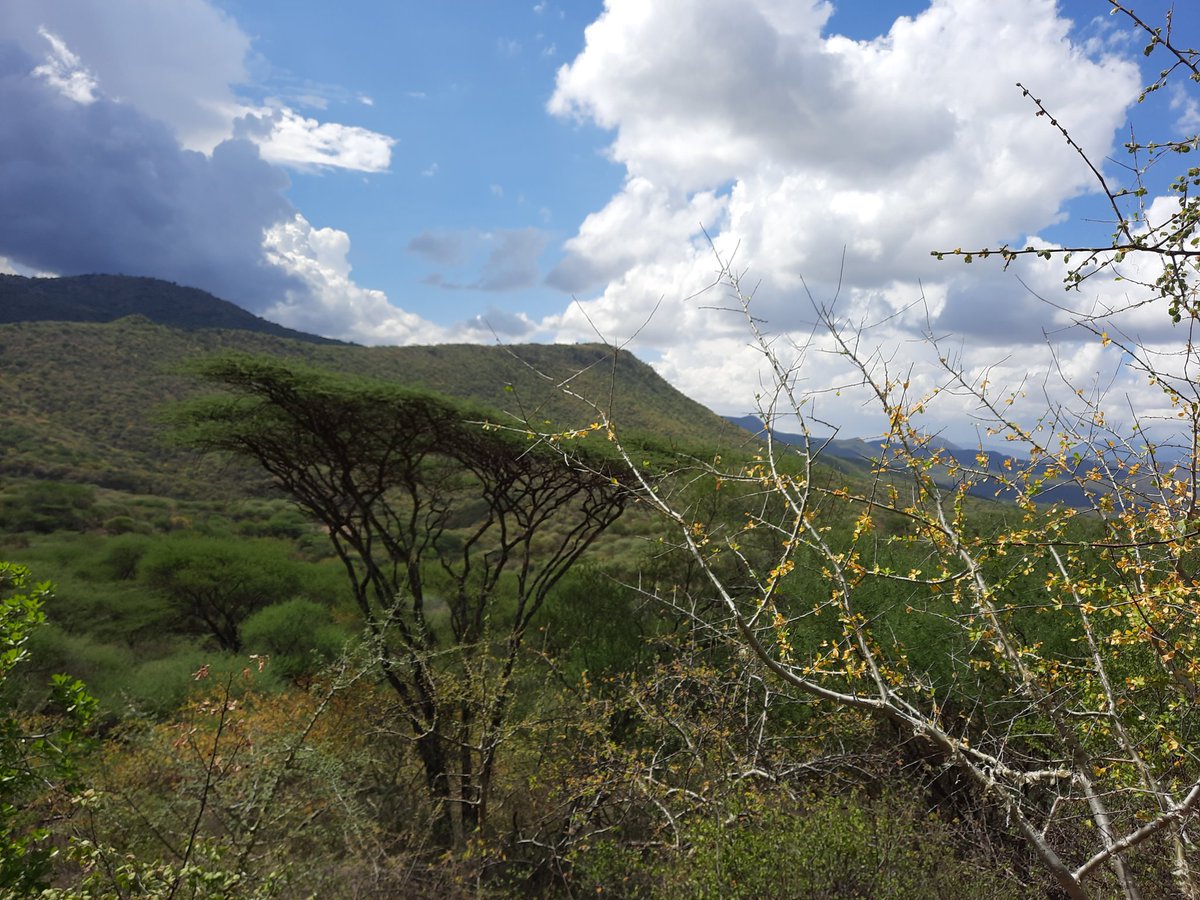 FernadisM's tweet photo. @CABI_Invasives and @AstralAerial in collaboration with Samburu County piloting the use of drones in surveillance and management of Desert Locust- At Ndoto Hills, Samburu
@AstralAerial @CABI_Invasives
@CABI_News @CABI_Plantwise https://t.co/5C3dlCbGR1