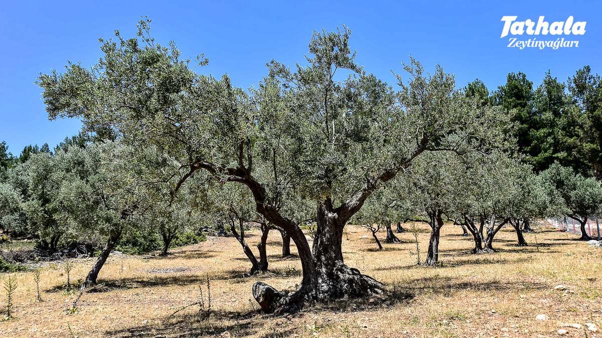 utkutopal's tweet photo. Dünya Zeytin Ağacı Günümüz kutlu olsun. Bizim için önce barışın, sonra sevginin, umudun, emeğin adı zeytin. Bütün ağaçlarımız atalarımızdan çocuklarımıza "taşıdığımız" emanet.
https://t.co/J4vDqgN6tP https://t.co/9WG6X0rPTn