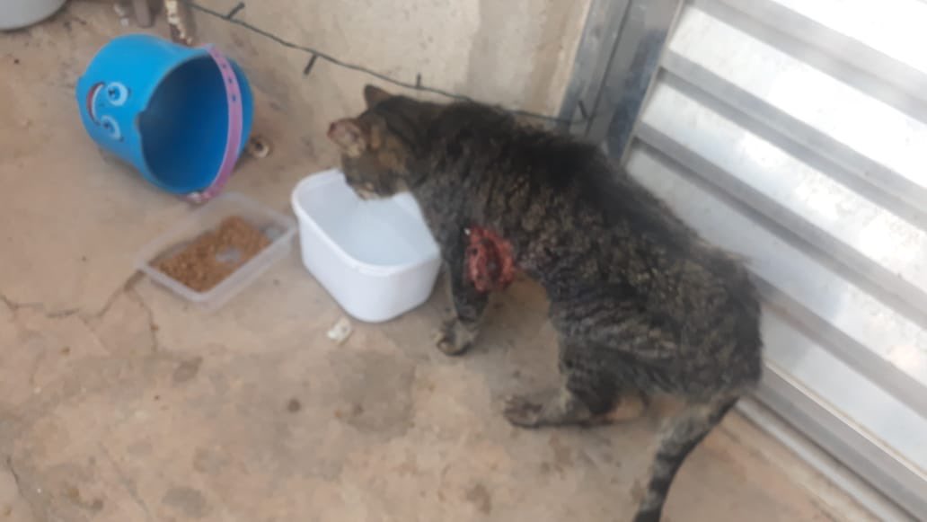 casadoviralata's tweet photo. Galera, mais uma gata com esporotricose, eu tô no meu limite de todas as formas, mas tenho medicamento p o tratamento, só não consigo custear os meses de tratamento

Seriam no mínimo 7 meses, 400 o mês = 2.800

Se 2800 pessoas doarem 1 real a gente consegue

Me ajudem resgata-la? https://t.co/trf6AdvFIs