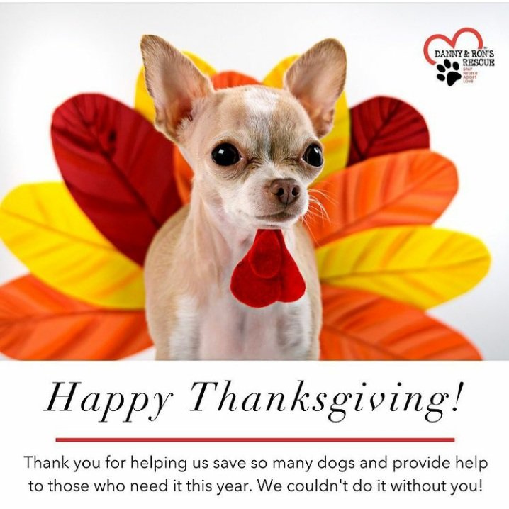 danny and ron's dog rescue