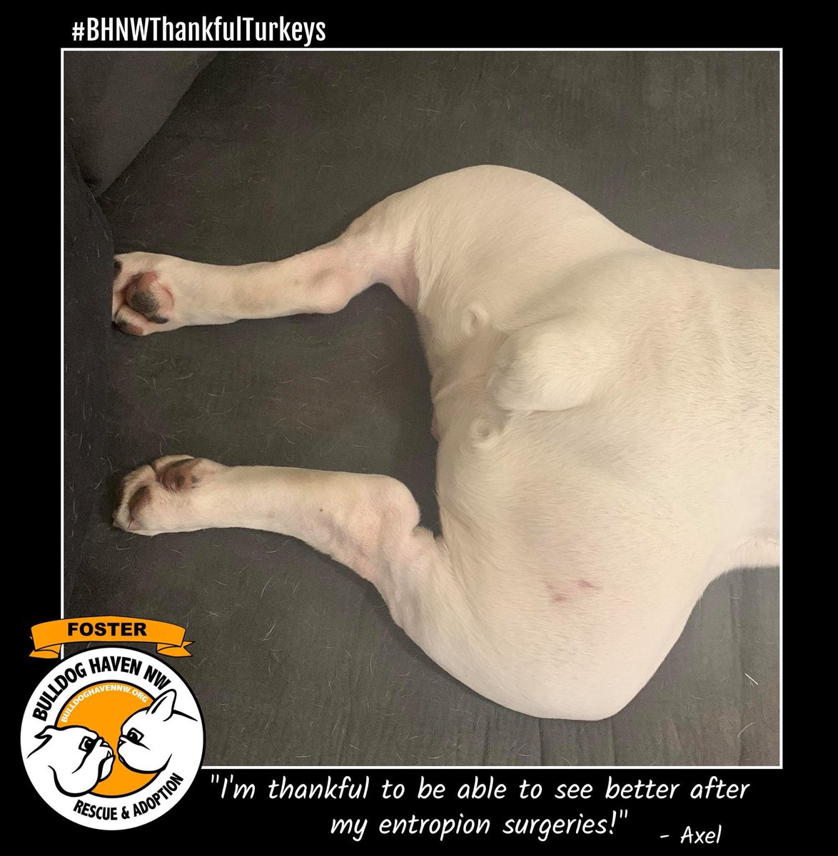 BulldogHavenNW's tweet photo. From our #littleturkeys to you, #HappyThanksgiving! And #THANKYOU so much for your support!!! We can't save these amazing dogs with out you!!! https://t.co/eNR7pSS9CN