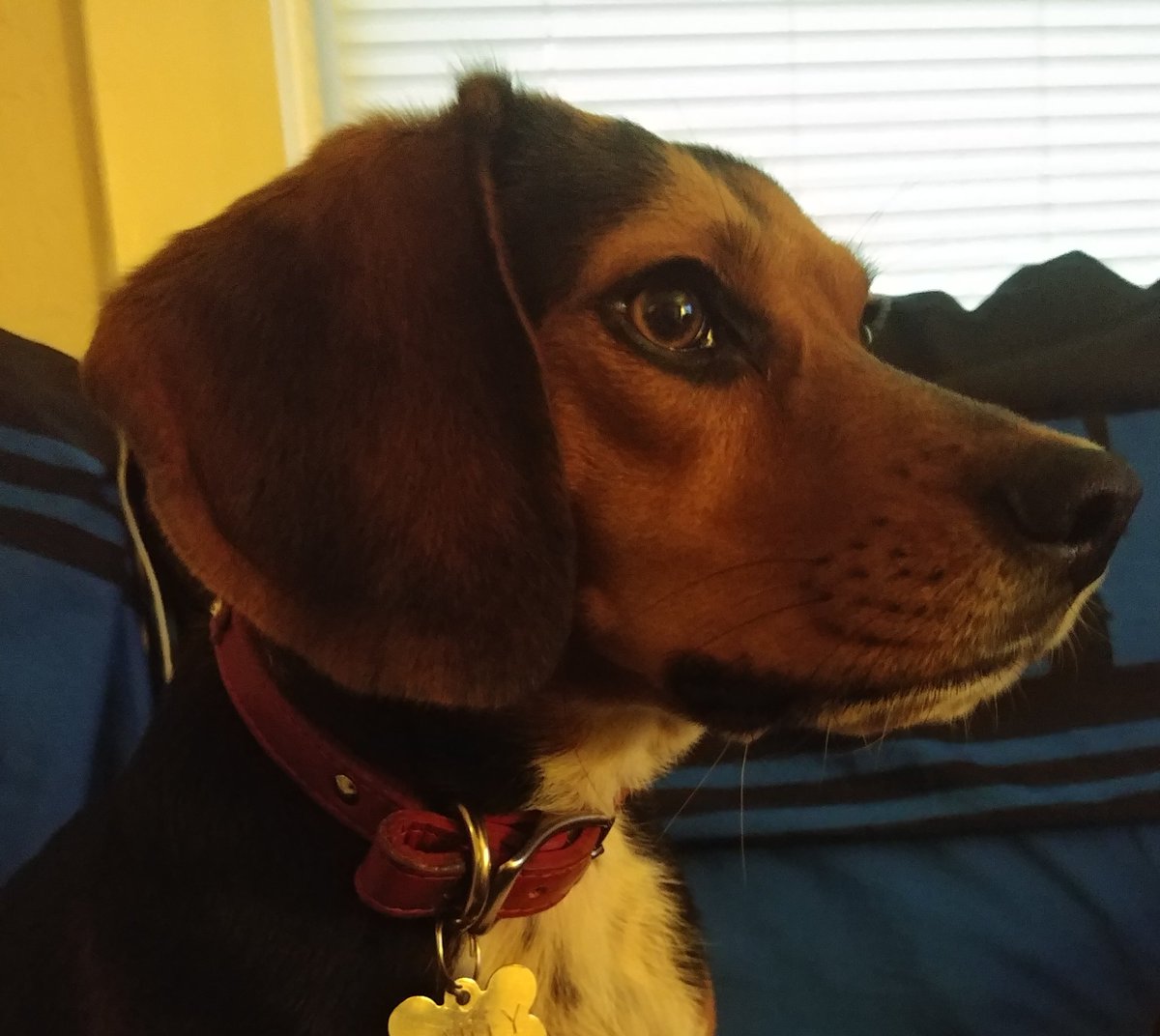 ThoughtsBeagle's tweet photo. Q: What do you call a dog that likes to fish 🎣 and thinks it can fly 🕊️?

A: A Bea-Gull! 😂
#dogs #beagle #dogsoftwitter https://t.co/XF8LdFDSB5