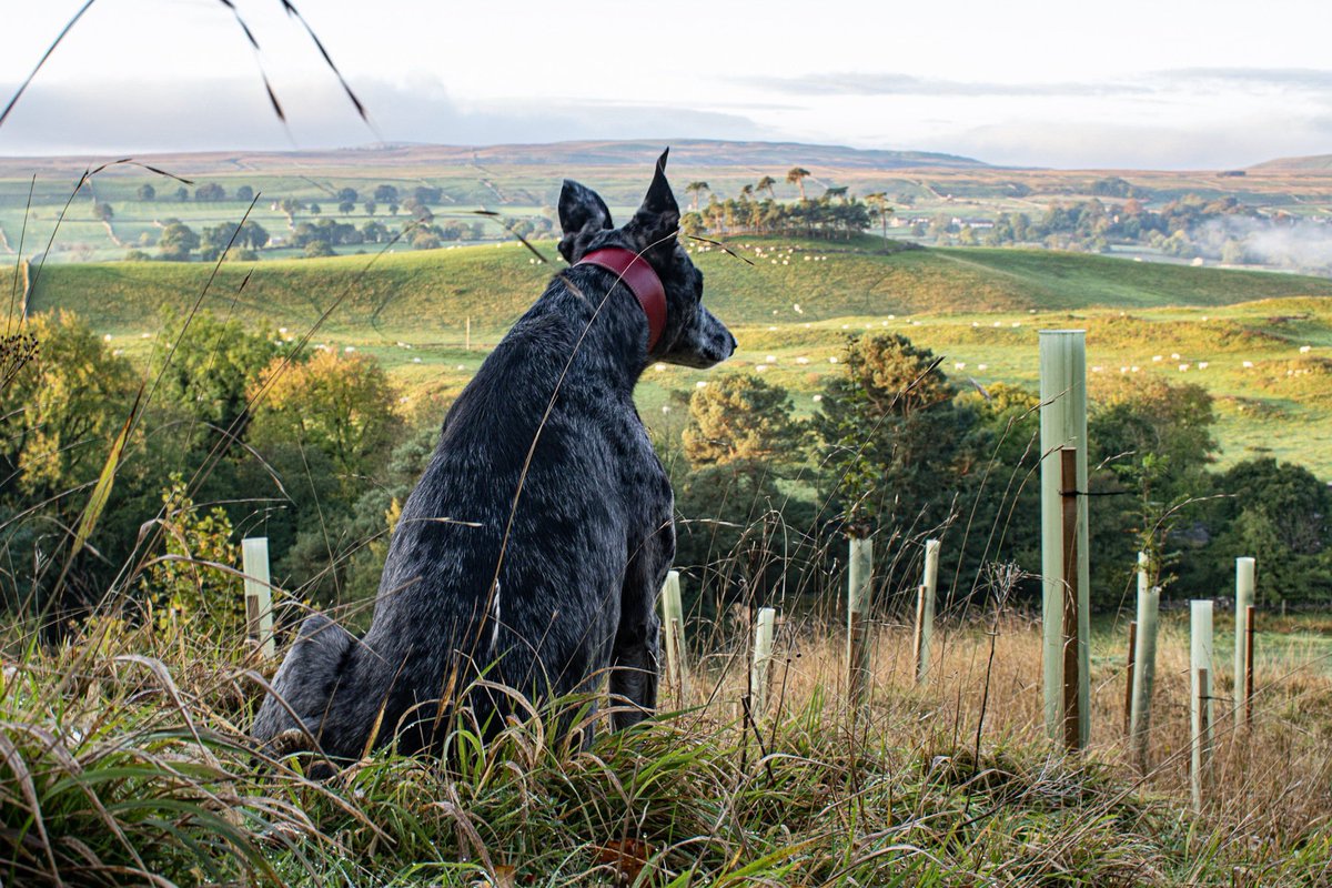 Low Mill Guest House tweet media