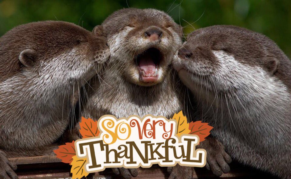 Olson Otters tweet media