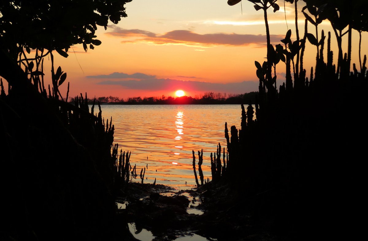 FLStateParks's tweet photo. Happy Thanksgiving, from Florida State Parks to you and yours! Remember, state parks are open, so you can #OptOutside to celebrate today! Hiking is a great way to experience the Real Florida on our nature trails. #OptOutsideFL
๐: Honeymoon Island State Park
๐ธ: Mark Olsen https://t.co/pD2IgeEYym