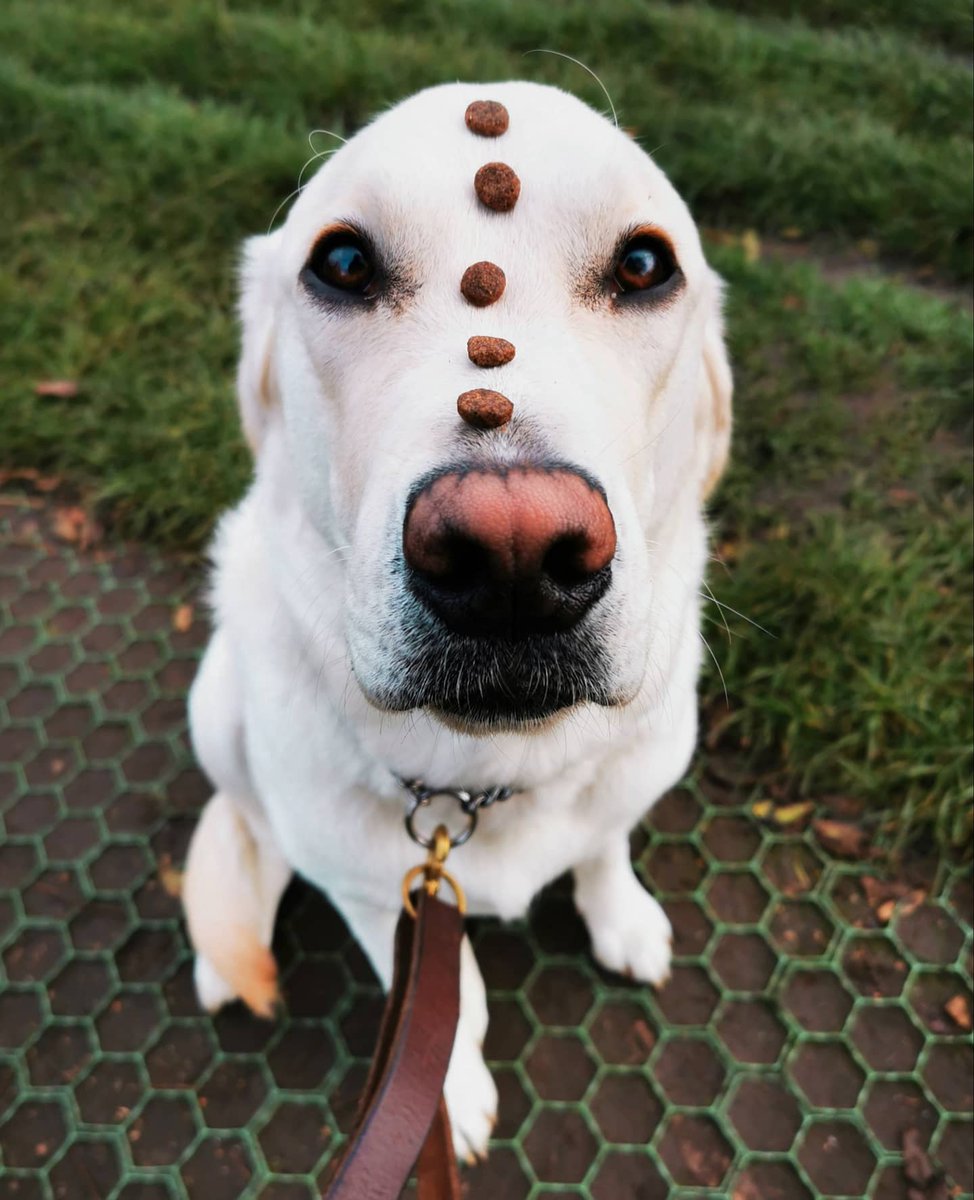 AnimalEvalution's tweet photo. Hudson (♀️) showing us all how to remain calm amidst temptation 🍪

#Labrador #DogsofTwittter https://t.co/4lmDDolnLI