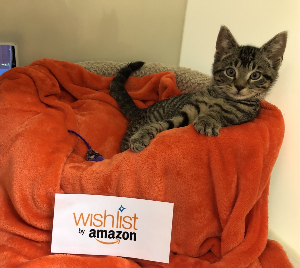 StapeleyCats's tweet photo. If you would like to send our kitties a present π this Christmas but are unable to drop it off at the cattery then check out our Amazon Wishlist: https://t.co/gFNJZ4brck and have to delivered direct! Thank youπΊ @RSPCAStapeley @RSPCA_official @RedShiftRadioUK #stillcaring https://t.co/e7Oz9U2IQx