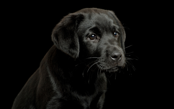 Vicky Ryan tweet media