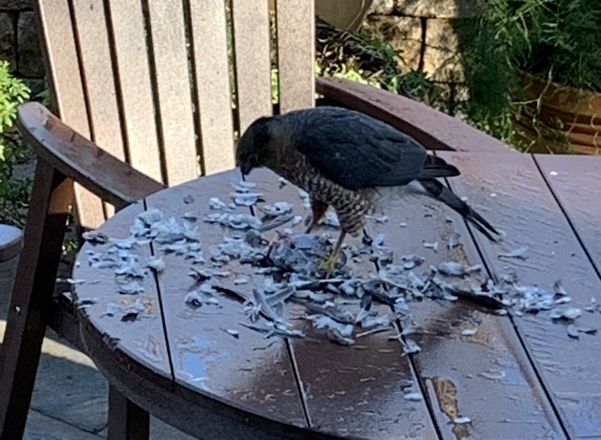 emorgenstern's tweet photo. This guy obviously enjoyed his Thanksgiving bird.  #raptorbirtdsrule https://t.co/kQJSbdBBRN