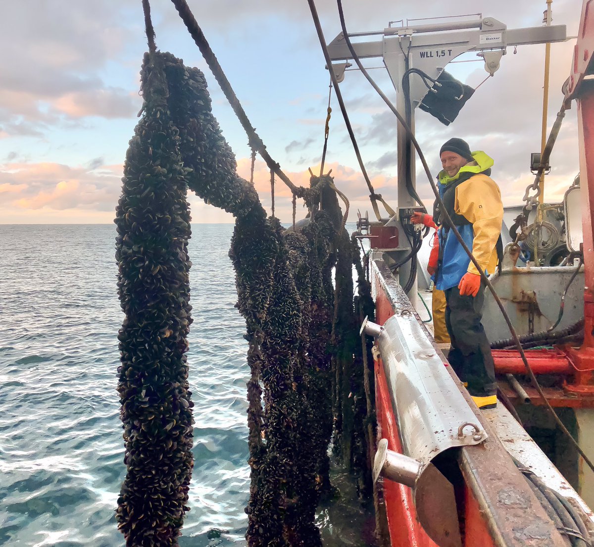 Wjj66W's tweet photo. Nice to be out today helping out on the @MOSSSNorthWales Mussel lines Project , Mussels growing very well on the site, some maintenance and getting lines ready for the winter Months #Aquaculture #Mussels @MSFOMA1 @FishingNewsInt @ThroughTheGaps #CregynGleision @shellfishcentre https://t.co/QWHN1dl1dJ