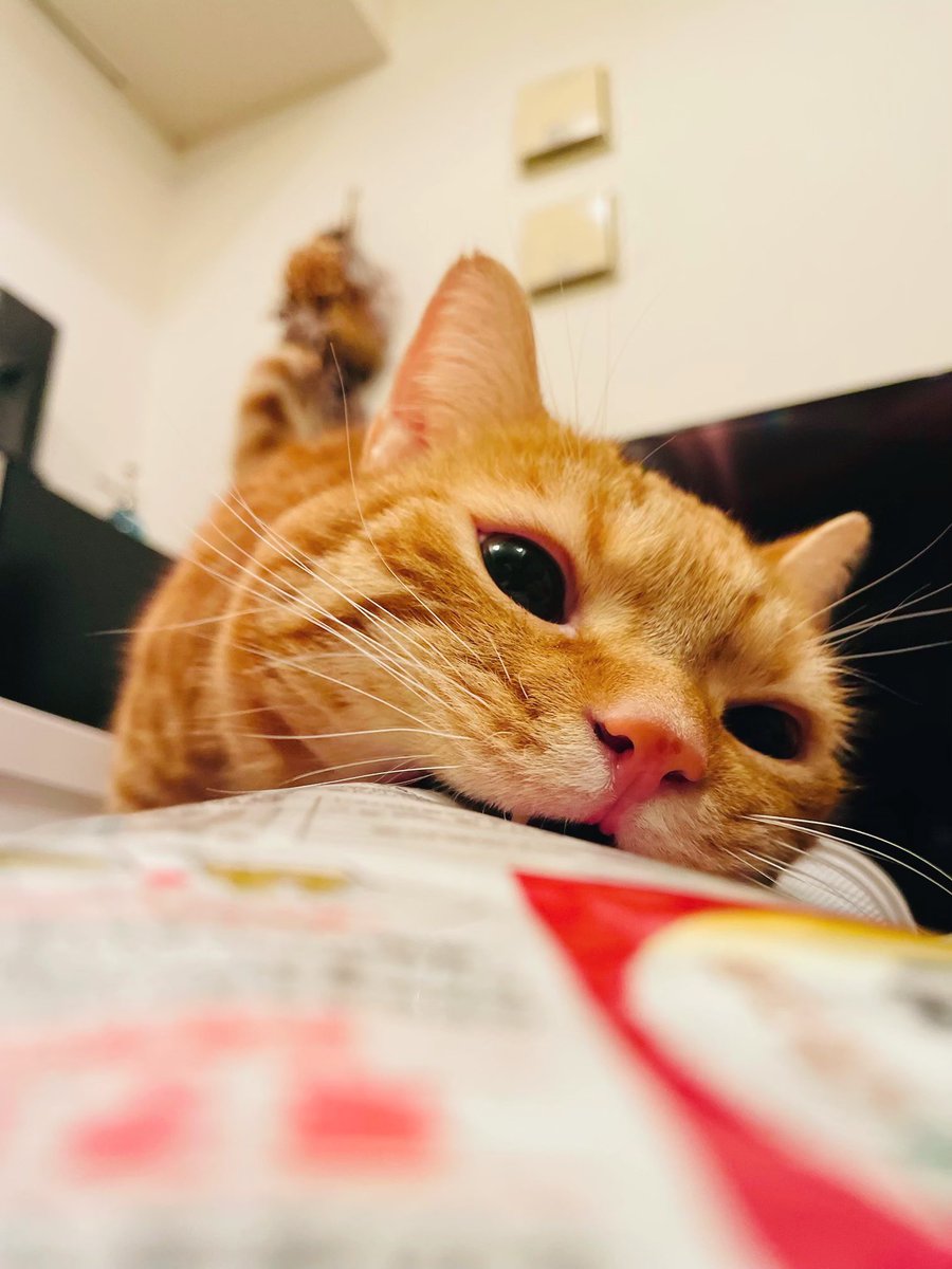 猫botこと声優の花江夏樹さんが撮る猫の写真は何故こんなにも美しいのか 2ページ目 Togetter