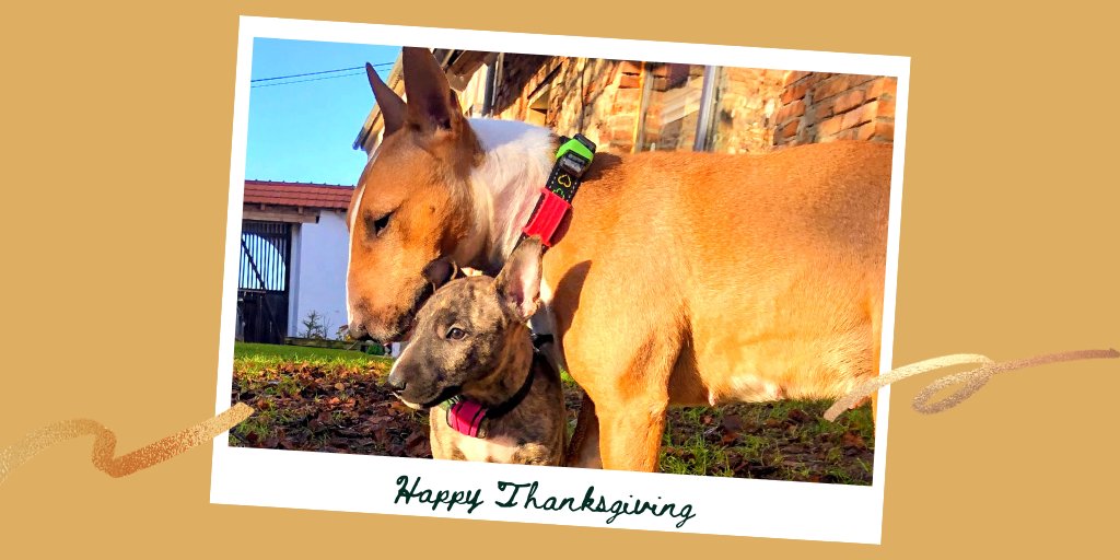 We are so grateful for every #actijoyer who's supported us on our way and entrusted us with taking care of their dog's health.  
Thank you, and #HappyThanksgiving.

#thankful #pethealth #dogcare #dogtracker