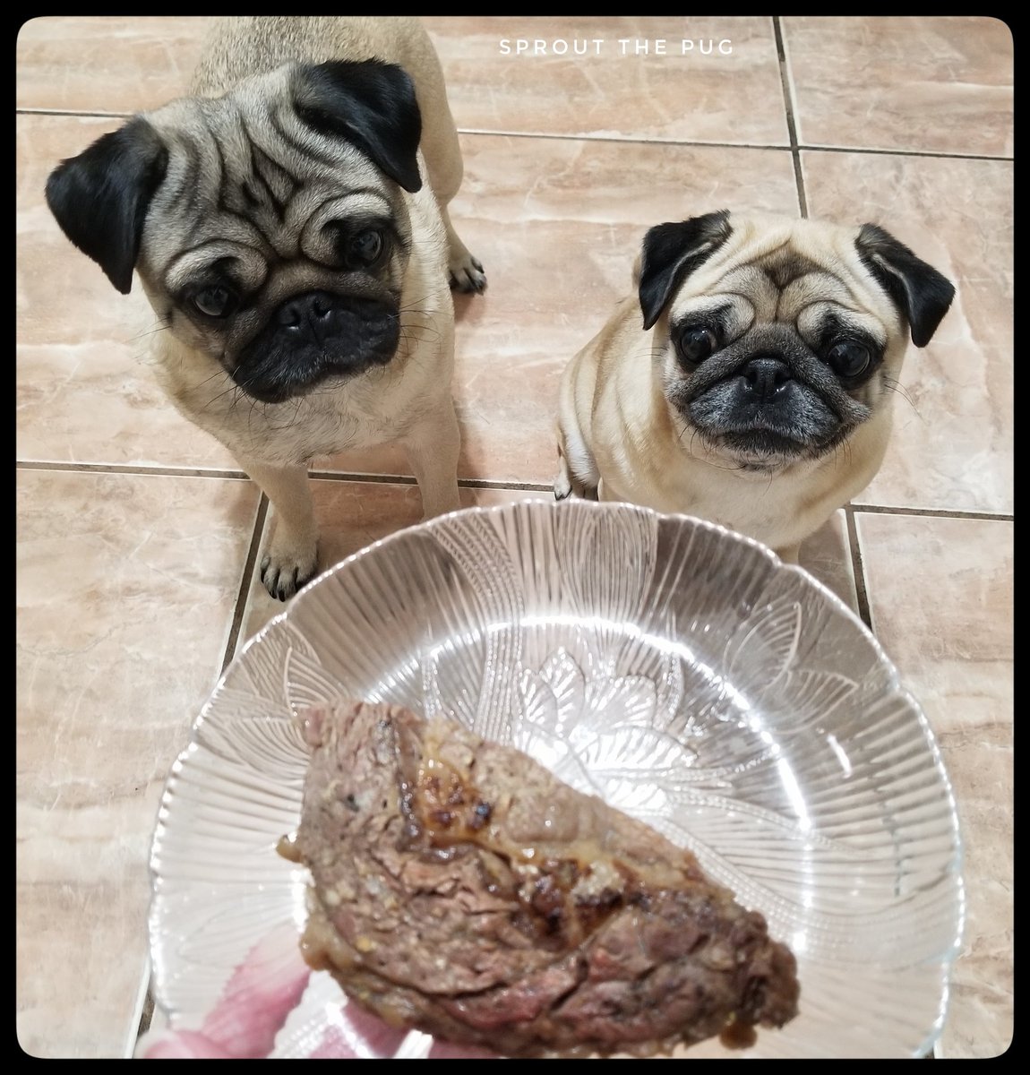 Sprout here! 

Happy Thanksgiving!! 🦃

We got steak!!🥩 (just a little piece) It was SOOOO GOOOOD! 🤤

#HappyThanksgiving #steak #thursdaythoughts #pug #pugs #dog #puppies #puglife #doglife #puppylife #PugsAndKisses #dogsofinstagram #pugsofinstagram #pugsandhugs #dogsoftwitter