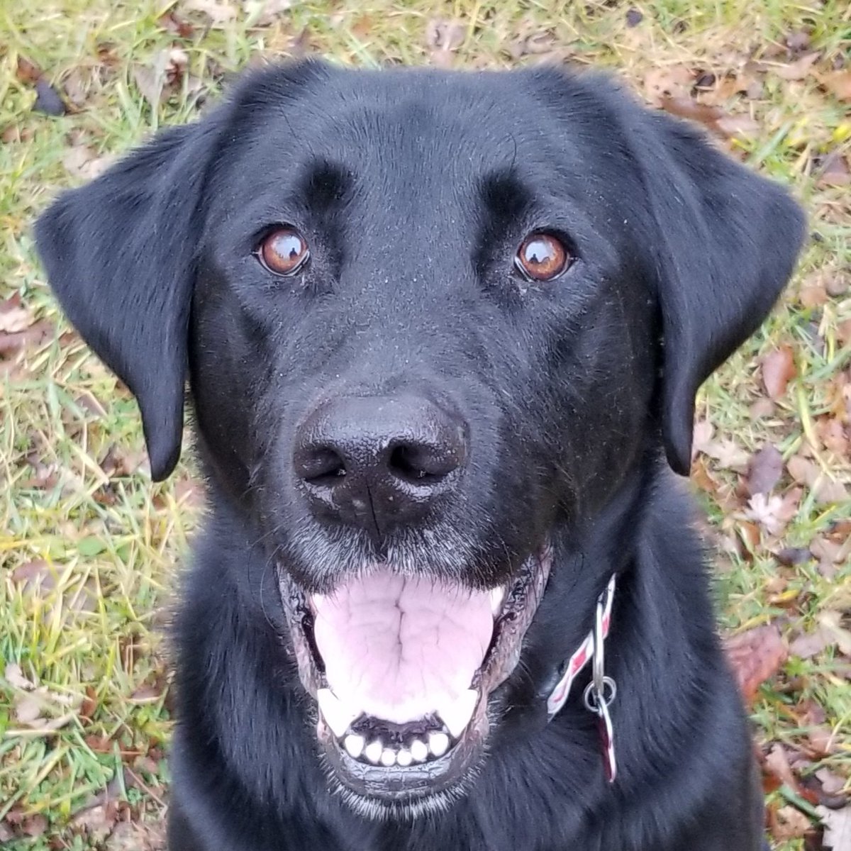 MaryLynnMetras's tweet photo. @iaindwelch #boob β€
#hoorayfordogs β€
#wheatonterrior looks spectacular in his hat β€
#happy look on his face tells all π€©π€©
#rain π§βοΈπ§ during our walk/run
Mickey didn't mind π€©π€©
His face π€©π€©
Wishing you and your friends πΎπΎ a delightful evening Iain π€©π€© https://t.co/02t4mnGBCe