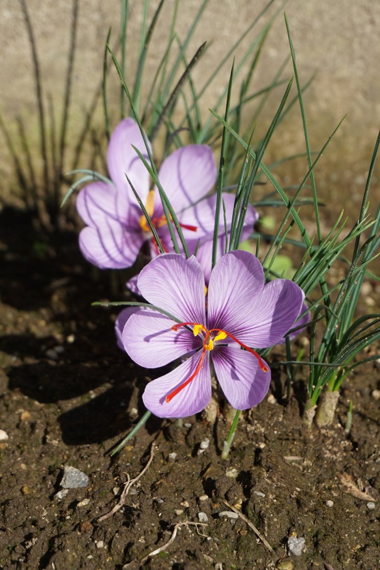 しちさん サフランはクロッカスの仲間で 球根で生長する植物です この2種はとても似ていることから 食用のものをサフラン 観賞用のものをクロッカス ハナサフラン と分けて呼ばれることがあります 咱夫藍 洎夫藍 洎夫蘭 サフラン 番紅花 バンコウカ