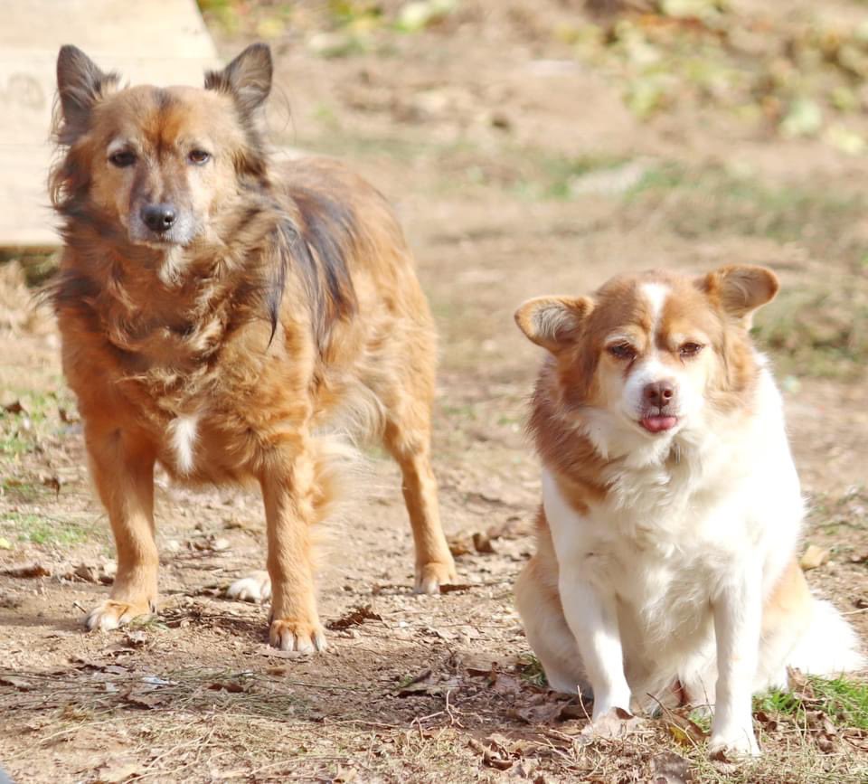 Rudozem Street Dogs tweet media