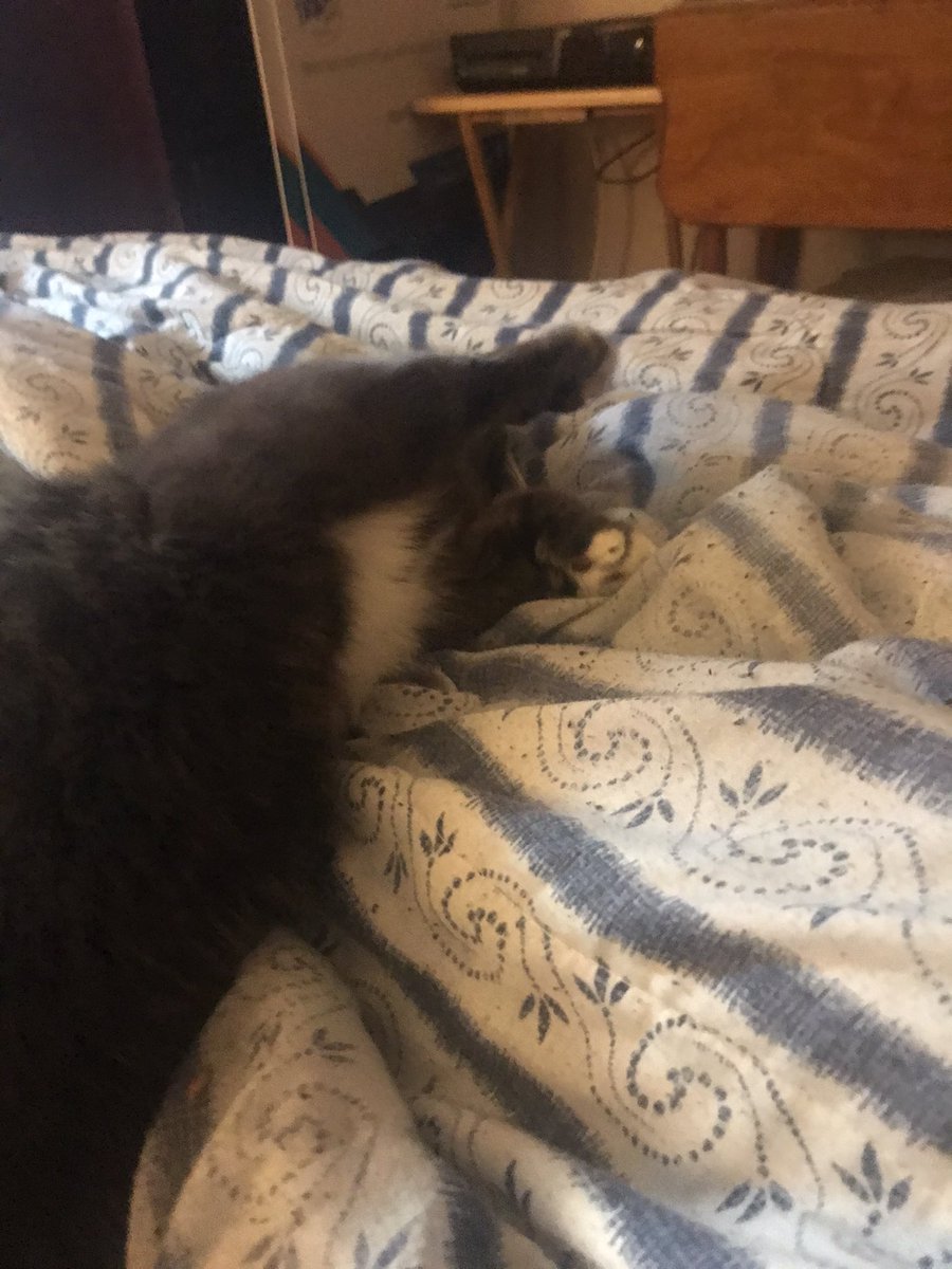 ReprtrPatHealey's tweet photo. This little furball thinks I’m working too much lately between gathering ads n stories for #TheLakerNews n organizing the livestreams. I promised her I’ll chill after Saturday for a couple days. #FallRiverNS #localjournalism #workismylife https://t.co/jR41GQbgDq