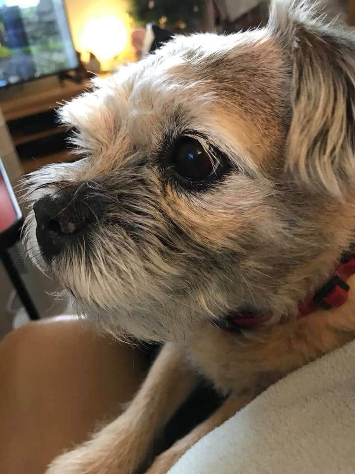 Sue Matthews π (@sue_matts) on Twitter photo We lost our lovely 15 yr old Molly in July, have just applied to <a href="/BTWelfare/">Border Terrier Welfare</a> to adopt if someone needs a new home. Really hope we can help another border find a new home, I'm sure they wouldn't fill the gap Molly left but would create their own new gap #BTPosse We lost our lovely 15 yr old Molly in July, have just applied to <a href="/BTWelfare/">Border Terrier Welfare</a> to adopt if someone needs a new home. Really hope we can help another border find a new home, I'm sure they wouldn't fill the gap Molly left but would create their own new gap #BTPosse