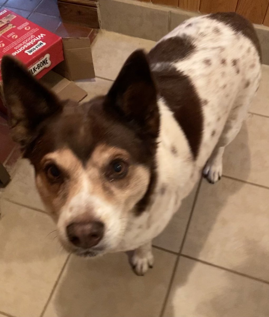 RachAnn01's tweet photo. @MilkBone Snydlee says they are good to the last crumb! https://t.co/jCQTm2CpXL