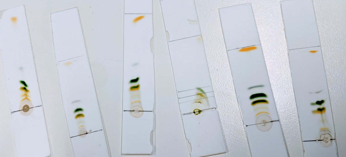 edwards_dr2's tweet photo. Awesome chromatography today with Y13! We did spinach, grass and buddleja 💚🌱

@ScienceHab https://t.co/G5Dtpc3seh
