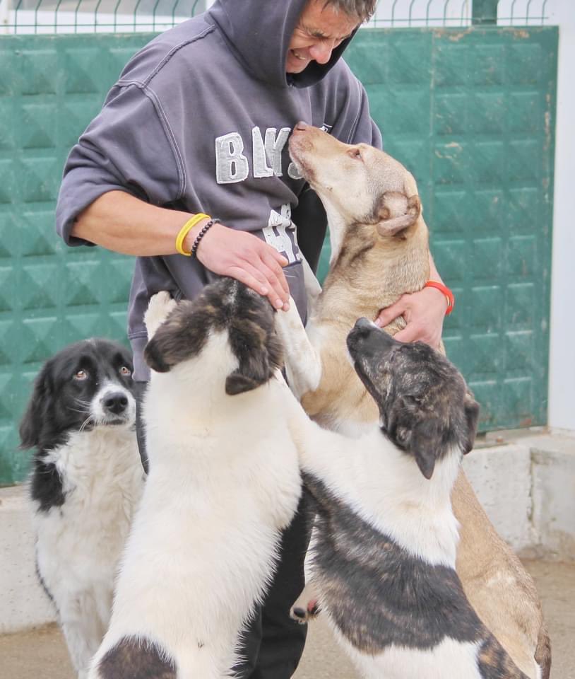 Rudozem Street Dogs tweet media