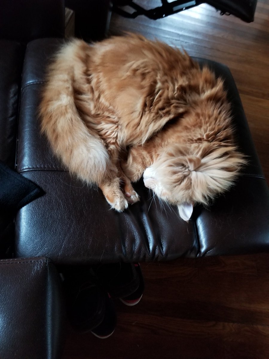 CoonOrange's tweet photo. #mainecoon #CatsOfTwitter #catslife #cats #catsrule #gingercat #ProPlanCat #Caturday #teamfloof #turkeyday 
All floof waiting for the turkey. https://t.co/n7R0FVNIZH