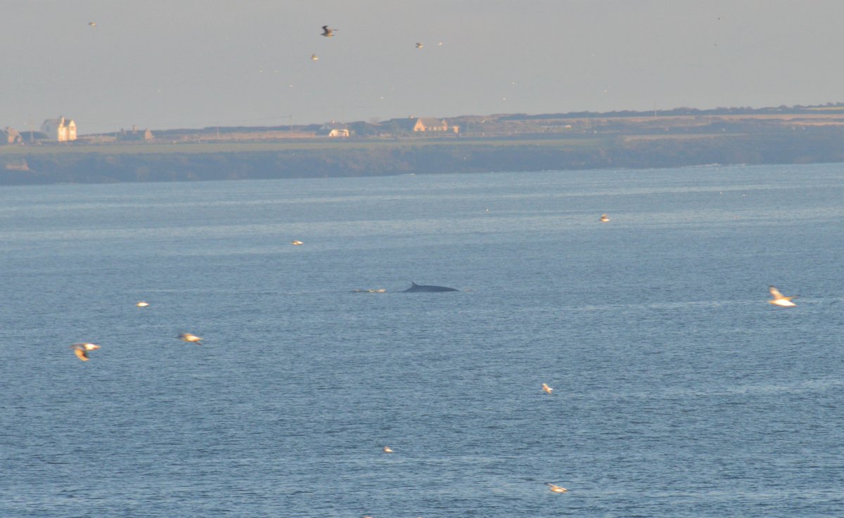Not my best ever photograph, but it was amazing to spend over an hour watching the Fin Whales off the coast of Dunmore East today. Feeling cold but delighted!! #5kmfromhome #Waterford #WhaleWatching