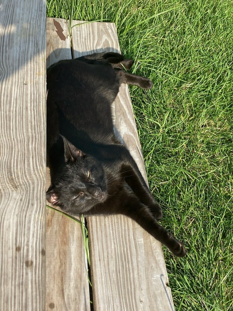 twiterLESSjon's tweet photo. Happy Thanksgiving from our fur family, including the newest baby Remington (Remy) who is an absolute delight (monster) https://t.co/Ej7peYkBU4