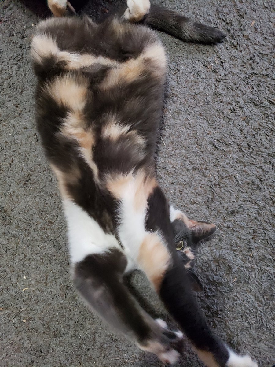OoglieBean's tweet photo. A #Thanksgiving Belly for our American friends! Hope your day is lovely. #ViBean #Cats #CatsOfTwitter #Cute https://t.co/6yLts72i0T