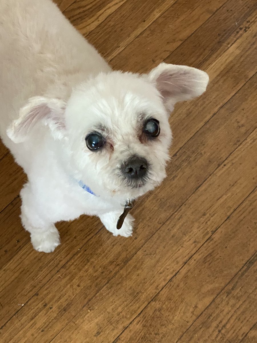 StuffWeFind1's tweet photo. We just celebrated a year with this guy. We did a local senior rescue through @redleash_rescue and now at 14, he is going strong and thinks he’s a puppy! #seniordogs #NationalDogShow #murphy #seniorsrule #murphdog https://t.co/cQ0uy5cipK