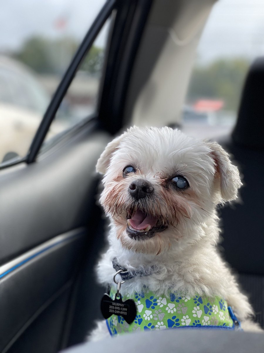 StuffWeFind1's tweet photo. We just celebrated a year with this guy. We did a local senior rescue through @redleash_rescue and now at 14, he is going strong and thinks he’s a puppy! #seniordogs #NationalDogShow #murphy #seniorsrule #murphdog https://t.co/cQ0uy5cipK
