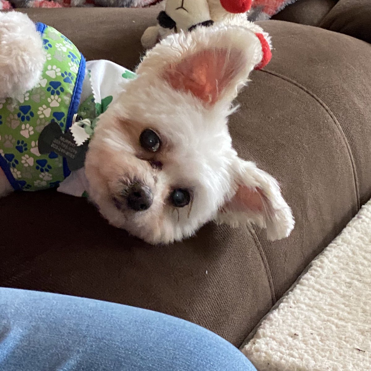 StuffWeFind1's tweet photo. We just celebrated a year with this guy. We did a local senior rescue through @redleash_rescue and now at 14, he is going strong and thinks he’s a puppy! #seniordogs #NationalDogShow #murphy #seniorsrule #murphdog https://t.co/cQ0uy5cipK
