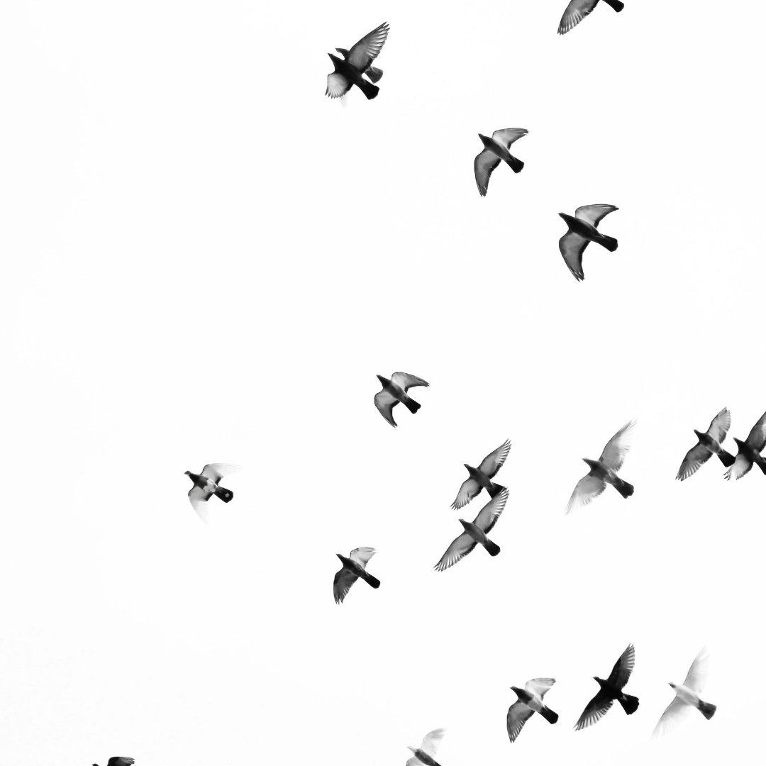 OFTBltd's tweet photo. We don't feed the birds because they need us; we feed the birds because we need them. 
Such beauty!

https://t.co/83ofgt4Moc https://t.co/pg8yrBQQdO