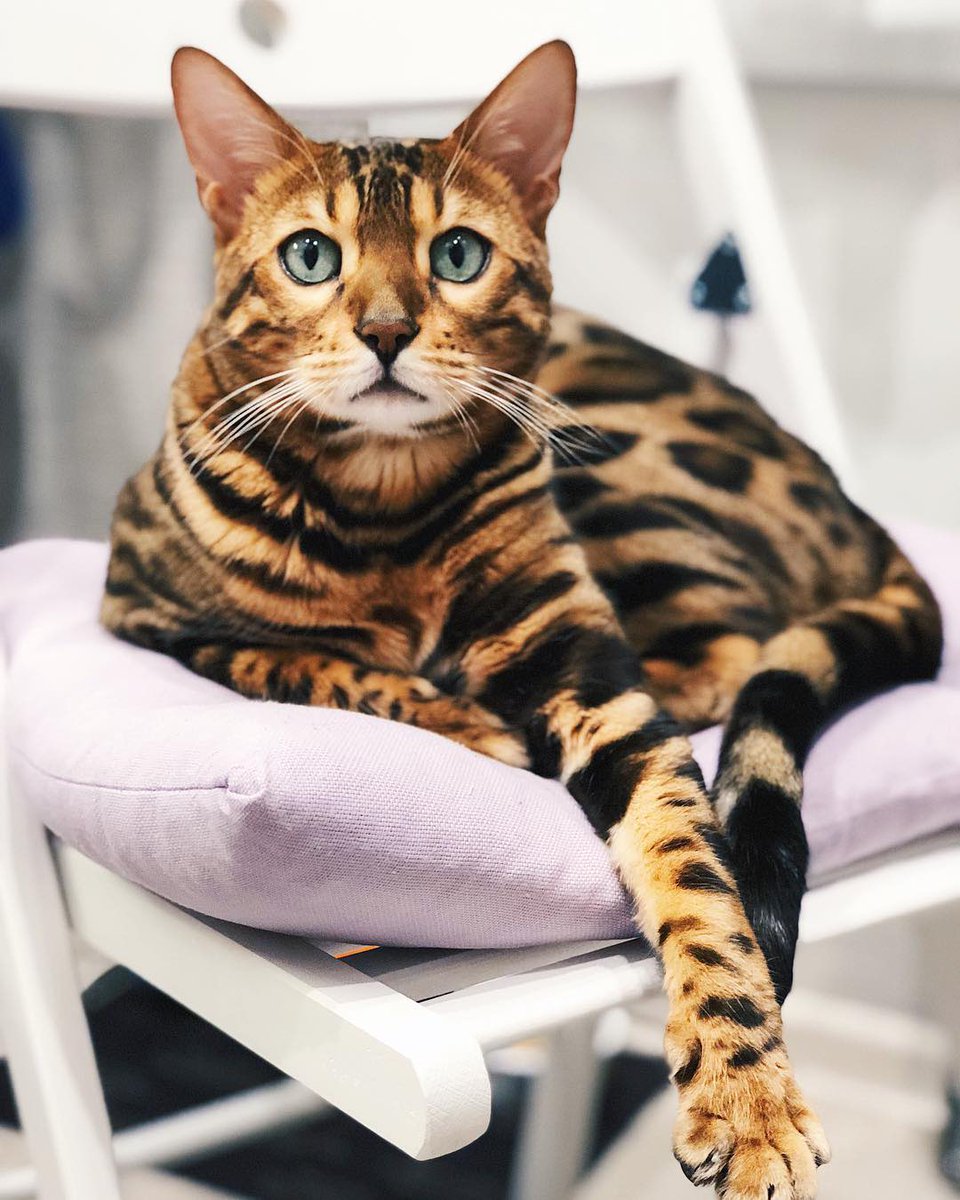 Кошка бенгальская цена в москве Кошка бенгальская цена в москве